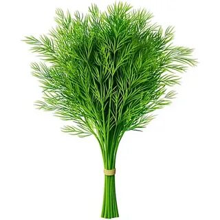 تصویر 3 از قیمت استثنایی سبزی شوید خشک صادراتی + فروش عمده